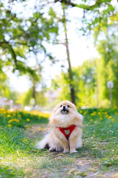 A smiling Pomeranian dog in the grass . A red - haired Pomeranian . A pet on a walk. Photo for the cover . Photo of an animal for printed products . Green grass in the park