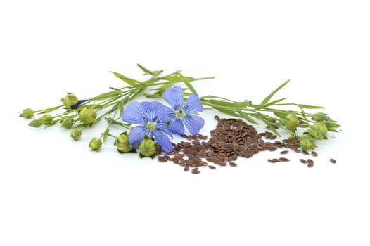 Blue flax blossom and seeds in close up isolated on white background