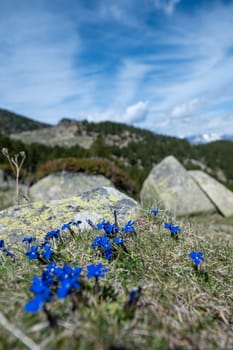 Blue flowers in the Pyrenees mountain in Andorra.