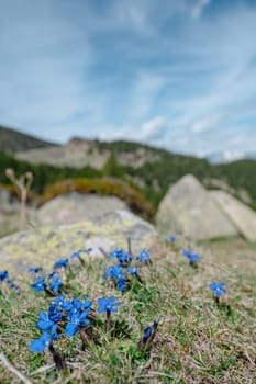 Blue flowers in the Pyrenees mountain in Andorra.