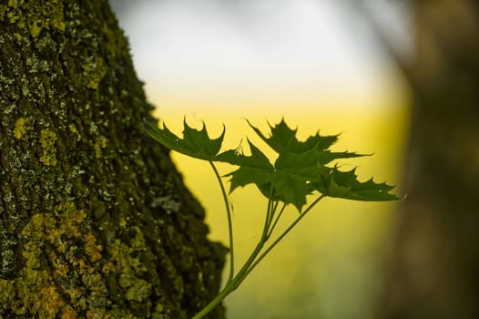 Close-up view of young green leaves growing next to an aging tree trunk, representing contrast between new growth and old.