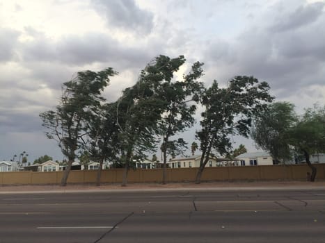 Windy Day, Trees Blowing, Monsoon Season in Apache Junction, Arizona. High quality photo