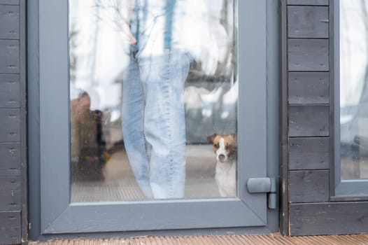 The dog stands at the patio window and asks to go outside