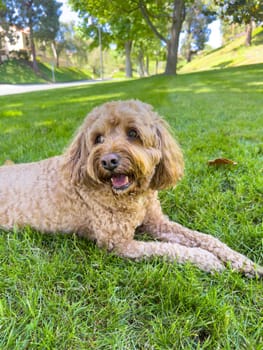 Cute Fluffy Cavapoo Dog on the Grass in a Park