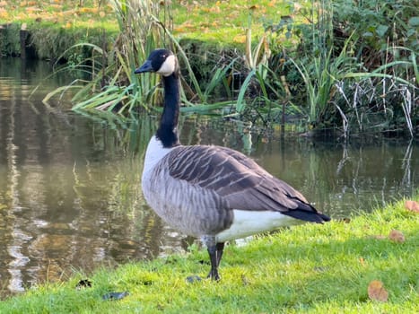 Bar Headed Goose on the grass in a park next to the lake