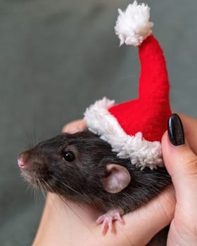 Rat in Santa's hat. Symbol of the Chinese New Year. Funny black rat Dumbo in a red santa checker on a green background