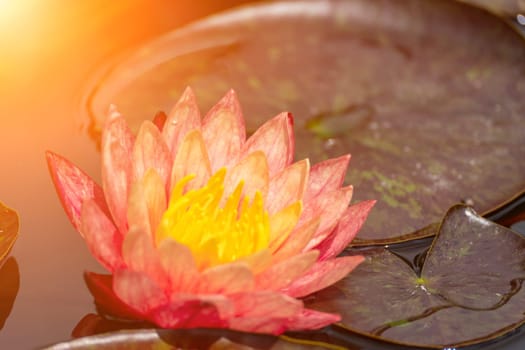 Pink lotus water lily flower in pond, waterlily with green leaves blooming.