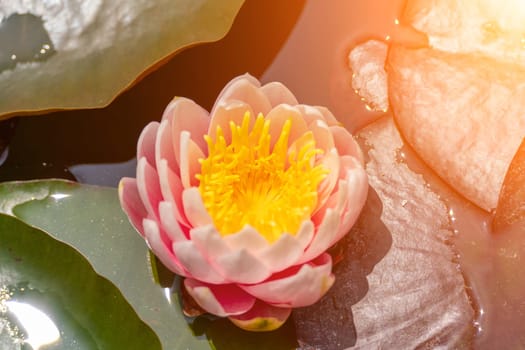 Pink lotus water lily flower in pond, waterlily with green leaves blooming.