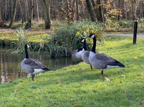 Bar Headed Gooses on the grass in a park next to the lake