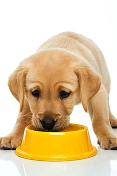 pet dog eating food from bowl dish isolated on background. ai generated.