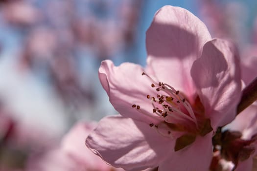 close up pink peach flower against a blue sky. The flower is the main focus of the image, and it is in full bloom