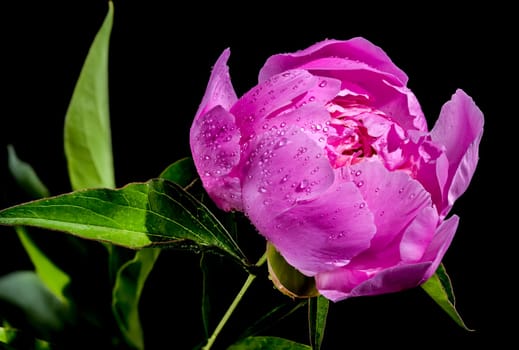 Beautiful Blooming pink peony Alexander Fleming on a black background. Flower head close-up.