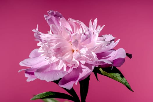 Beautiful Blooming pink peony Alexander Fleming on a pink background. Flower head close-up.