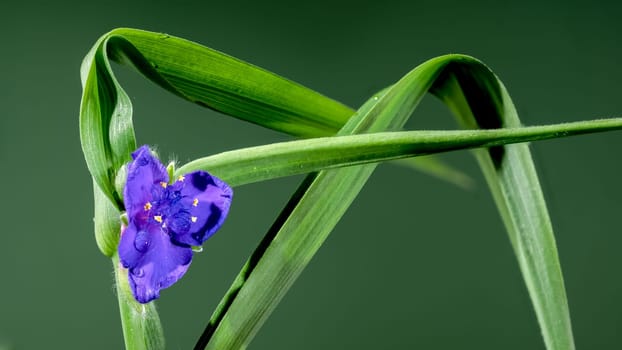 Beautiful Blooming violet Tradescantia flowers on a green background. Flower head close-up.