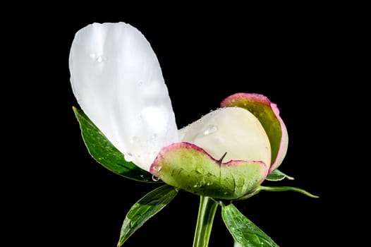 Beautiful Blooming white peony festiva maxima on a black background. Flower head close-up.