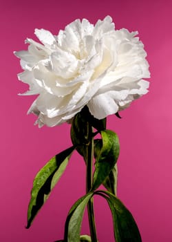Beautiful Blooming white peony festiva maxima on a pink background. Flower head close-up.