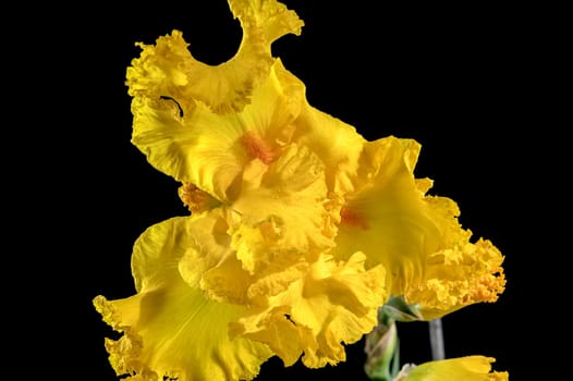 Beautiful Blooming yellow iris on a black background. Flower head close-up.