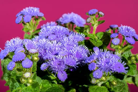 Beautiful Blooming blue Ageratum Bluemink flowers on a Crimson background. Flower head close-up.