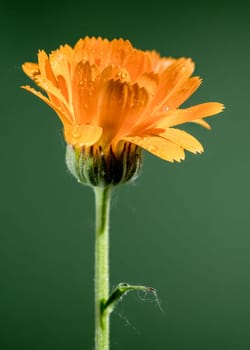 Beautiful Blooming Calendula officinalis flowers on a green background. Flower head close-up.