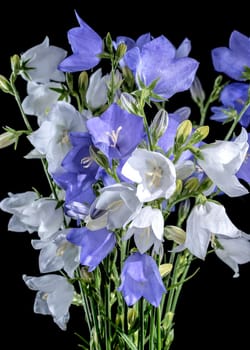 Beautiful Blooming peach-leaved bellflower or campanula on a black background. Flower head close-up.