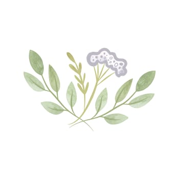 Bouquet of medicinal plants: twigs with leaves and an umbrella of white flowers. Isolated watercolor illustration on white background. Clipart for invitations and wedding cards