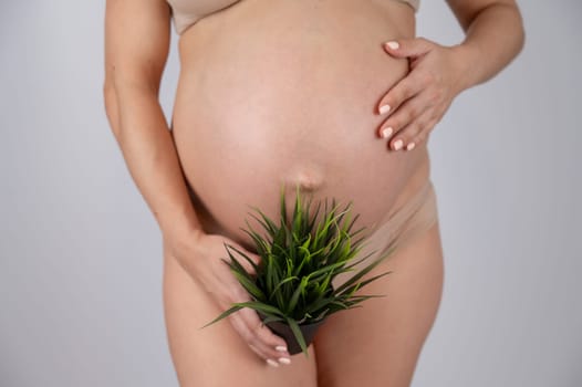 Faceless pregnant woman holding a plant. Metaphor for epilation of the bikini area