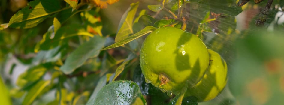 Unrecognizable farmer watering apples with professional sprayer in farmland. Fighting pests in garden. Poison for insects Homegrown locally agriculture healthy country life concept. Sunlight illuminates harvest. Farming