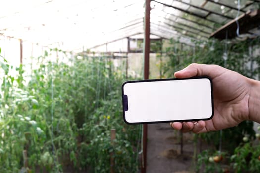 Farmer hand holding mobile phone with empty white screen. Mock up outside on farm agriculture concept. Tomatoes in greenhouse background. Harvesting technology innovations