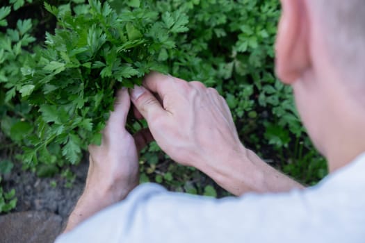 Male hands collecting fresh grown parsley from garden bed. Homegrown locally agriculture healthy country life concept. Farming