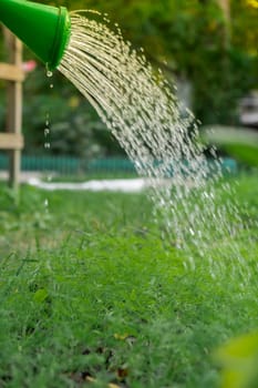 Farmer watering dill green herbs in outdoor garden. Concept of healthy eating homegrown greenery vegetables. Seasonal countryside cottage core life. Farm produce