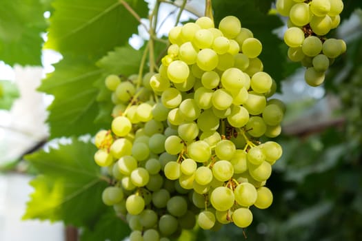 Harvesting green grapes in outdoor vineyards. Concept of healthy eating homegrown greenery fruits. Seasonal countryside cottage core life. Winemaking Farm produce