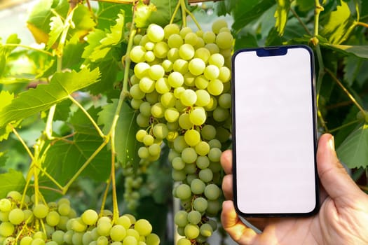 Farmer hand holding mobile phone with empty white screen. Mock up outside on farm agriculture concept. Green fresh grapes background. Harvesting technology innovations