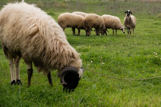 View of white sheep grazing on the green field