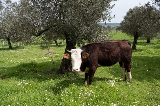 cows graze on a green field in sunny weather. HQ