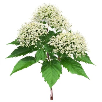 Elderberry Bush large pinnate leaves and clusters of small dark berries Sambucus nigra Final image. Plants isolated on transparent background.