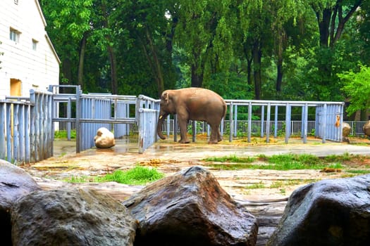 a heavy plant eating mammal with a prehensile trunk, long curved ivory tusks