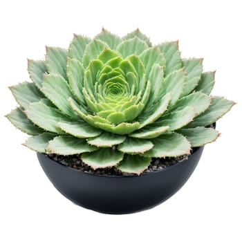 Crinkle Leaf Plant large crinkled green succulent leaves in a modern black ceramic pot Adromischus. Plants isolated on transparent background.