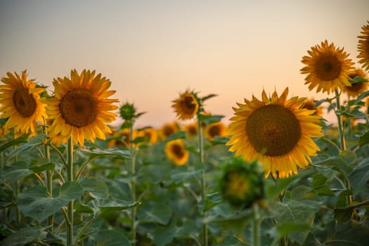 Field sunflowers in the warm light of the setting sun. Summer time. Concept agriculture oil production growing