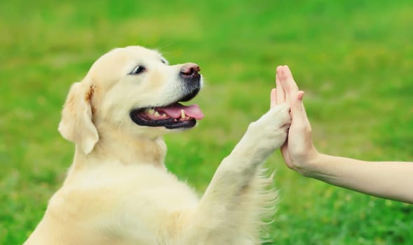 Golden Retriever dog holds gives paw to hand high five owner woman on the grass training in summer park