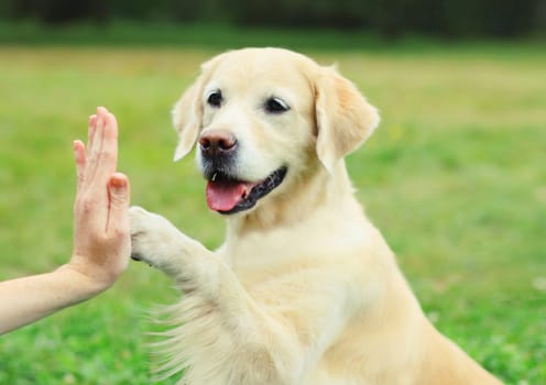 Golden Retriever dog holds gives paw to hand high five owner woman on the grass training in summer park