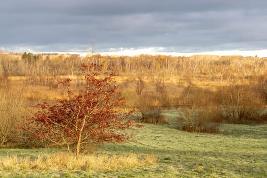 Beautiful arial view of the autumn landscape with a dramatic rain cloud and yellow trees illuminated by the sun. High quality photo