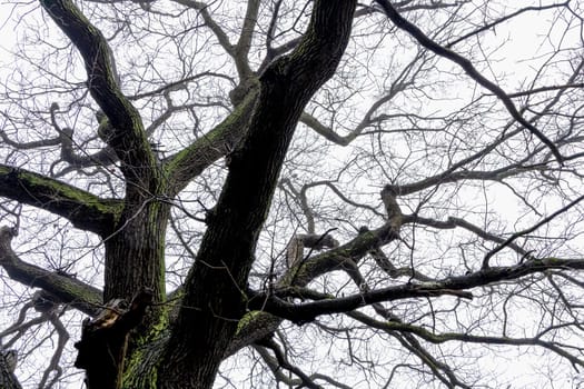 Trunk and branches of a tree covered with moss without leaves against a gray sky.