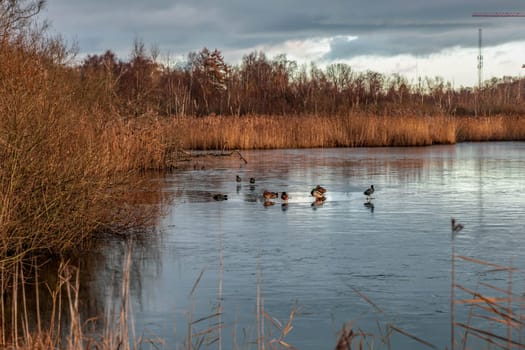 Ducks on the ice of a lake pond in late autumn. High quality photo