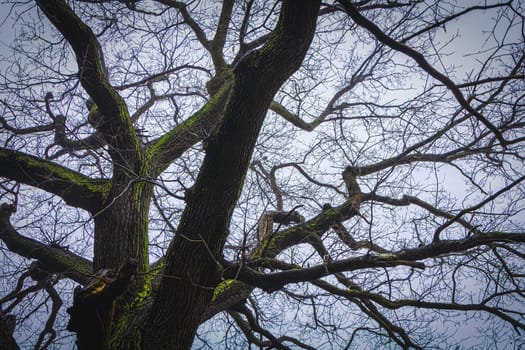 Trunk and branches of a tree covered with moss without leaves against a gray sky.