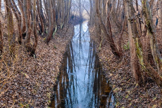 A babbling creek winds through a lush forest, with trees overhead and fallen leaves scattered on the ground, creating a serene natural landscape