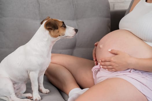 Pregnant woman is sitting on the sofa with her dog Jack Russell Terrier