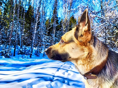 Dog German Shepherd in winter day, white snow and tree around. Waiting eastern European dog veo in park or forest