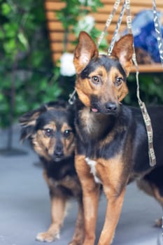Two dogs, both on a leash, are standing together. They appear to be companions, likely of the same breed, peacefully sharing the moment