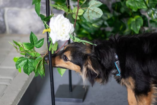 A black and brown dog is smelling a white flower through a window. The dog, a carnivorous animal, belongs to a specific breed and is a companion pet. It has a tail and sniffs the delicate twig