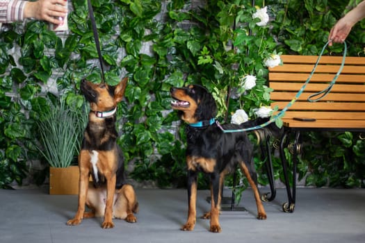 Two dogs, members of the mammal class and natural foods enthusiast, are positioned side by side in front of a container filled with apples